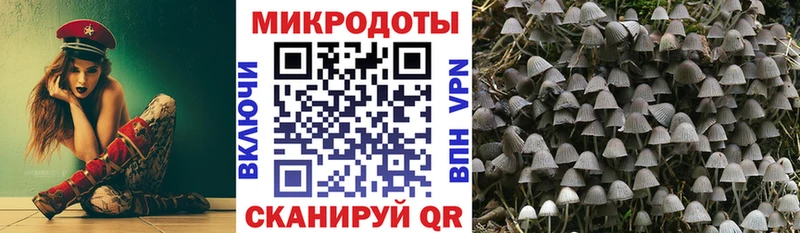 где найти   Короча  Галлюциногенные грибы Cubensis 